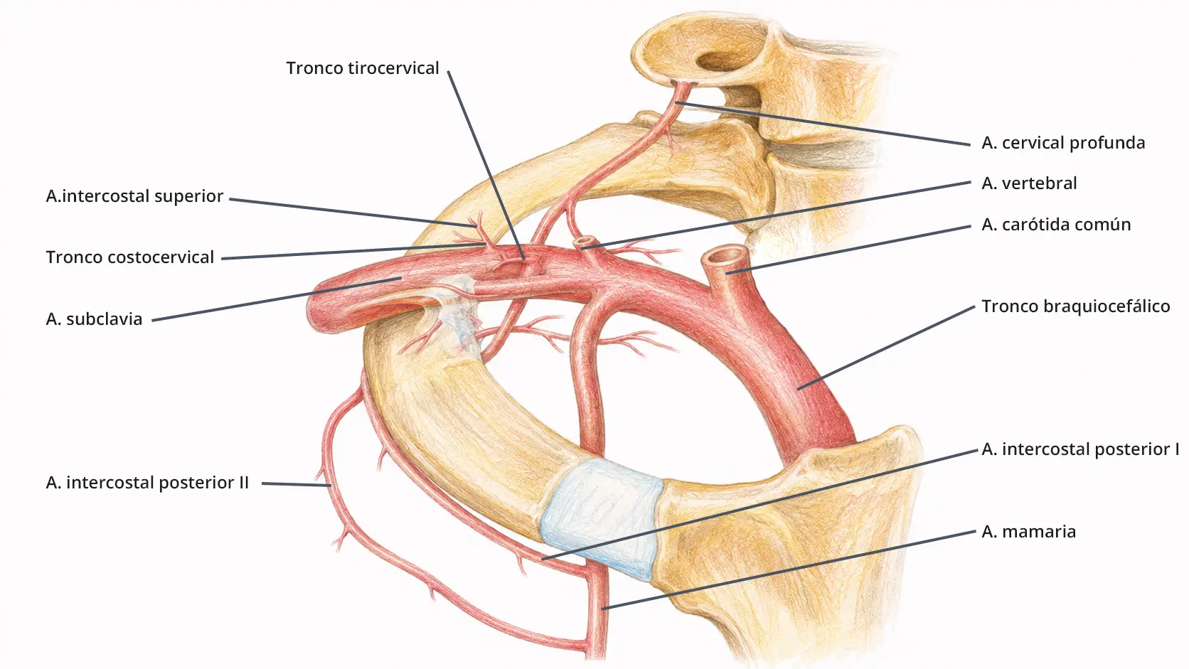 Ilustración anatómica de la arteria subclavia y sus ramas, incluyendo arteria vertebral, tronco tirocervical, tronco costocervical y arterias intercostales.