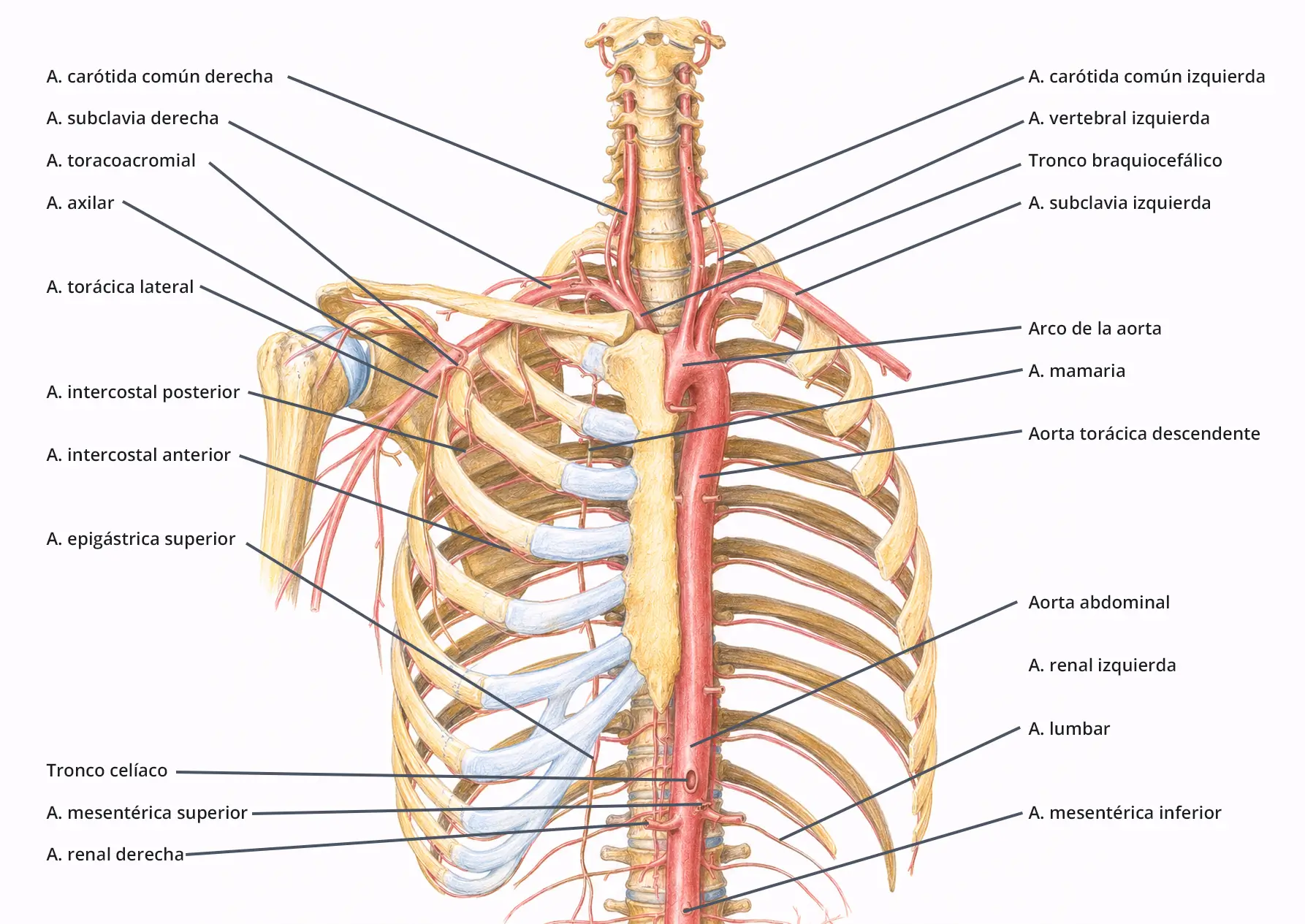 Ilustración anatómica de la aorta torácica y abdominal con ramas principales, carótidas, subclavias, arterias intercostales, renales y mesentéricas.