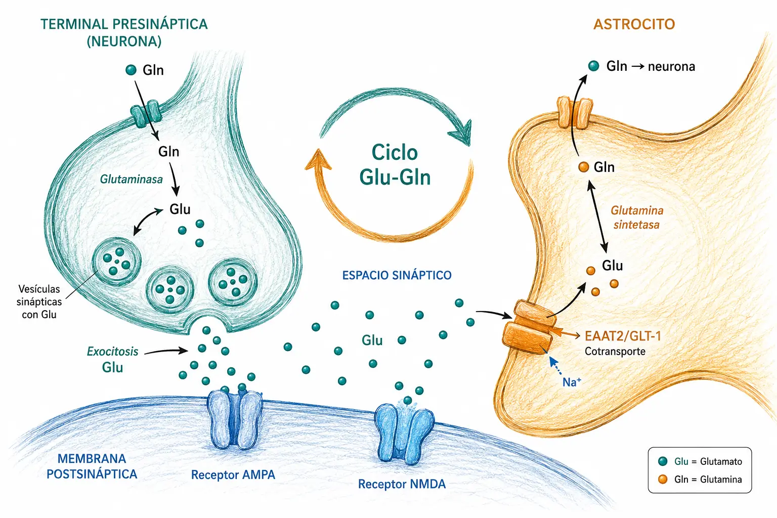 Esquema del ciclo glutamato-glutamina entre neurona y astrocito con recaptación de glutamato por EAAT2/GLT-1, conversión a glutamina y receptores AMPA y NMDA.