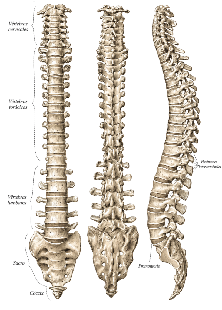 Ilustración anatómica de la columna vertebral humana en vistas anterior, posterior y lateral, en color hueso y con etiquetas en español.