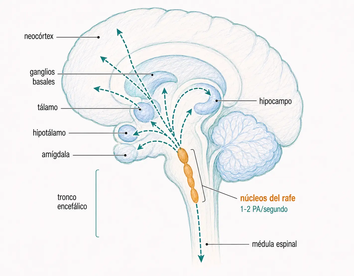 Proyecciones serotoninérgicas desde los núcleos del rafe hacia neocórtex, hipocampo, amígdala, hipotálamo, tálamo, ganglios basales y médula espinal.