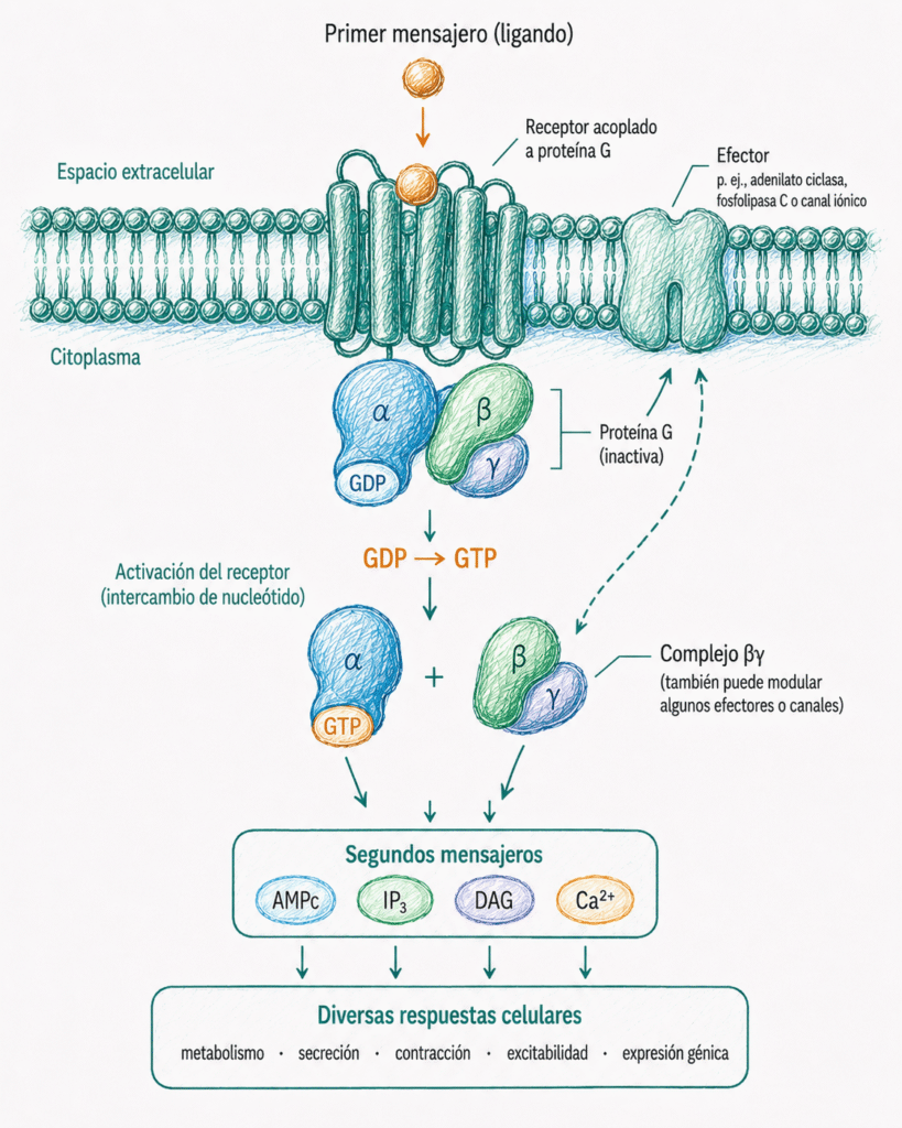 Esquema de la activación de un receptor acoplado a proteína G, con intercambio GDP-GTP, activación de efectores y producción de segundos mensajeros.