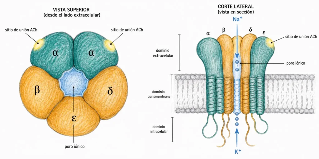 Ilustración médica del receptor nicotínico de acetilcolina en vista superior y corte lateral, con subunidades α, β, δ y ε, sitios de unión a ACh, poro iónico y paso de Na⁺ y K⁺.