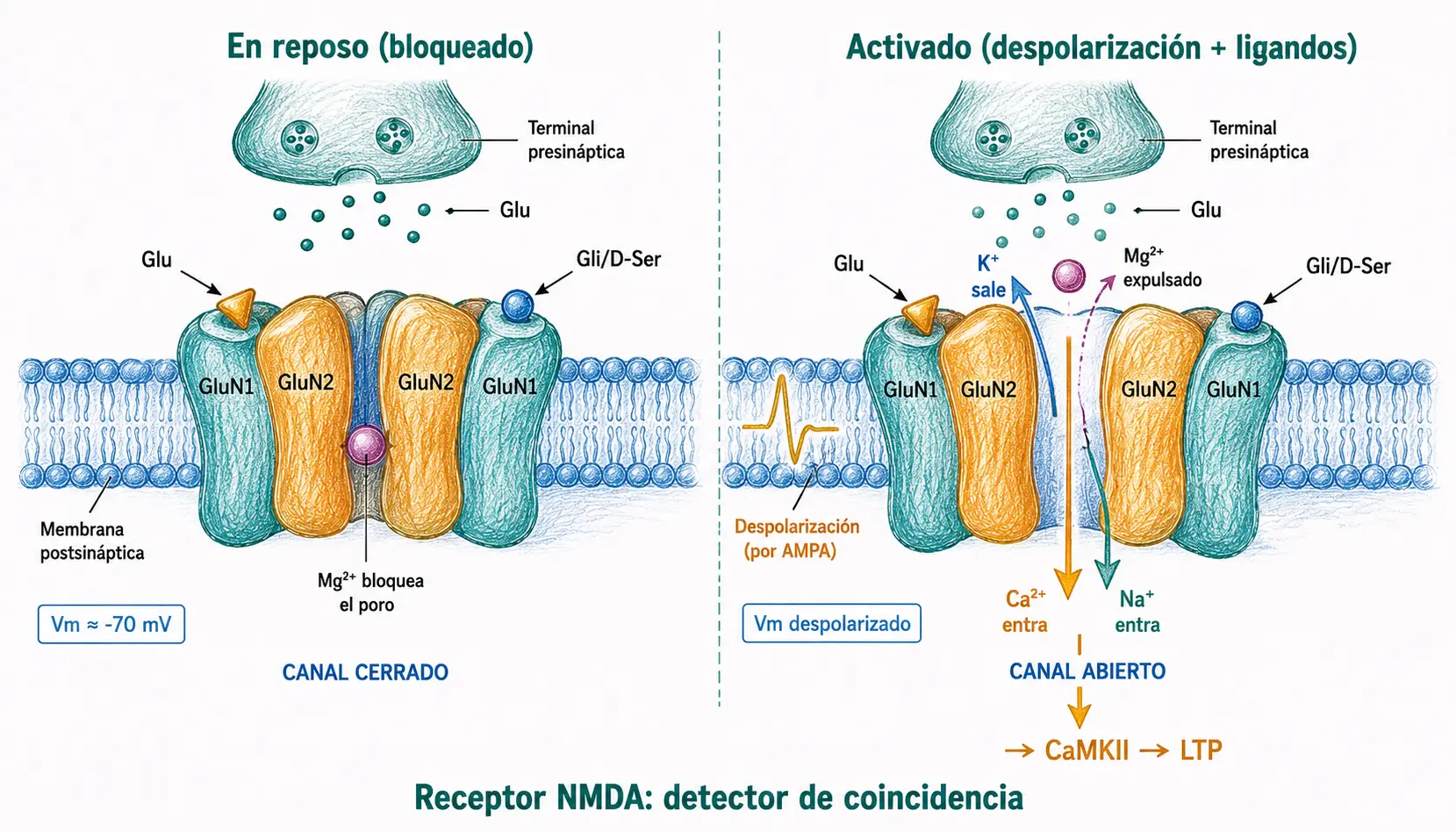 Esquema comparativo del receptor NMDA bloqueado por Mg²⁺ y activado tras despolarización, mostrando flujo de Ca²⁺, Na⁺ y K⁺.