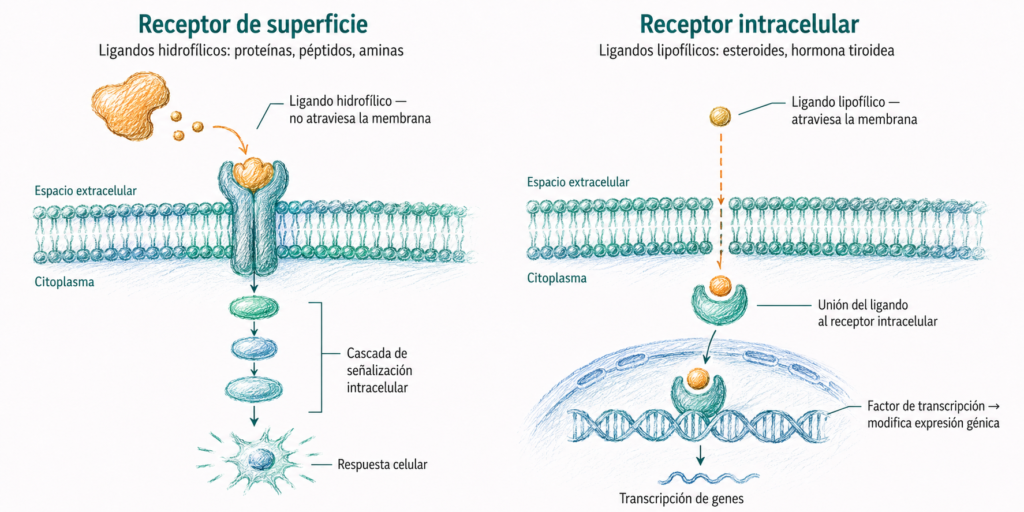 Comparación entre receptores de superficie para ligandos hidrofílicos y receptores intracelulares para ligandos lipofílicos, con cascada de señalización y regulación de la expresión génica.
