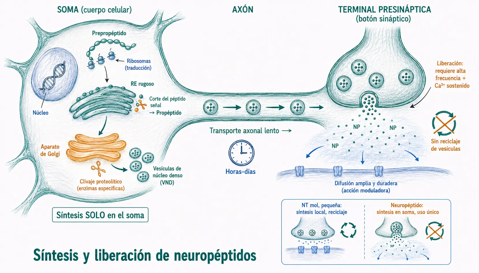Esquema de síntesis y liberación de neuropéptidos mostrando RE rugoso, aparato de Golgi, transporte axonal y vesículas de núcleo denso.