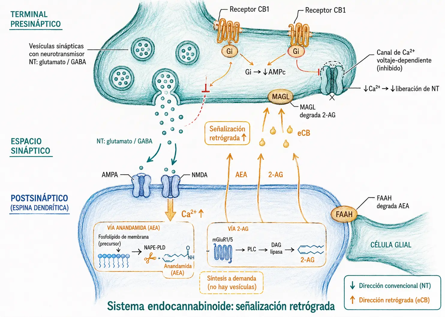 Esquema de una sinapsis química que muestra la señalización retrógrada del sistema endocannabinoide, con AEA y 2-AG liberados desde la neurona postsináptica hacia receptores CB1 presinápticos.
