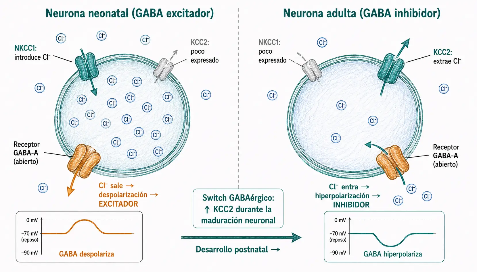Comparación entre neurona neonatal y adulta mostrando el switch GABAérgico, transportadores NKCC1 y KCC2 y flujo de cloro a través del receptor GABA-A.