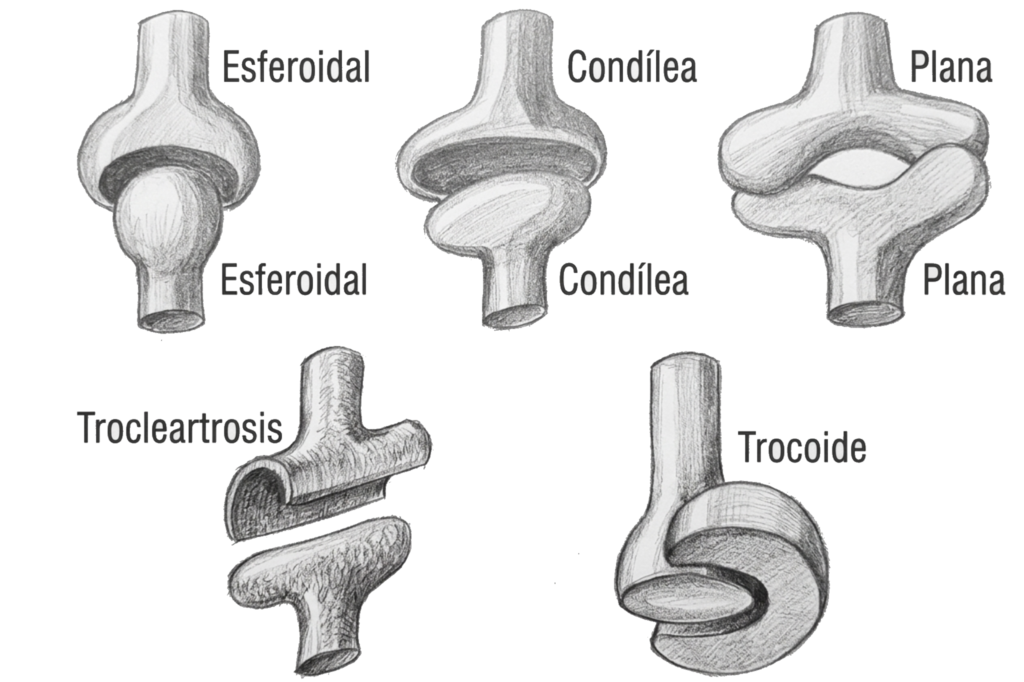 Tipos de articulaciones sinoviales: esferoidal, condílea, plana, trocleartrosis y trocoide