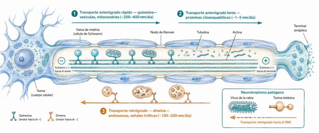 Ilustración educativa del transporte axonal en una neurona mielinizada, con transporte anterógrado por quinesina, transporte retrógrado por dineína, microtúbulos, vaina de mielina y nodos de Ranvier.