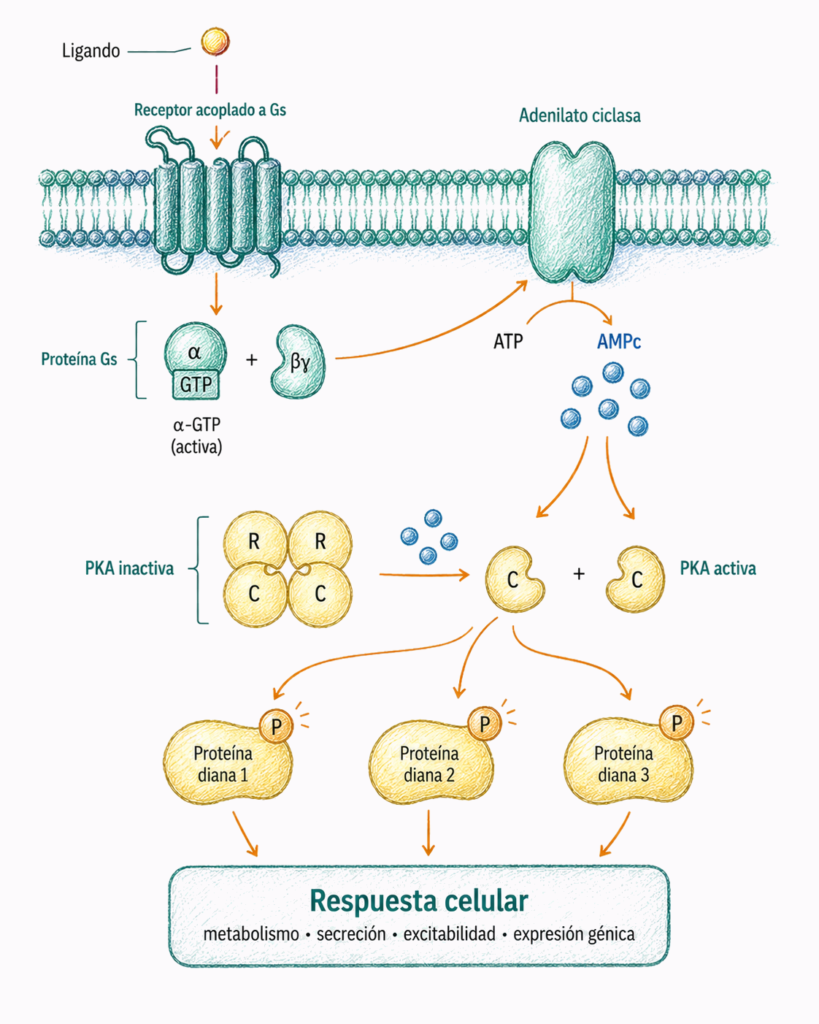 Esquema de la vía adenilato ciclasa AMPc PKA con receptor acoplado a Gs, producción de AMPc, activación de PKA y fosforilación de proteínas diana.