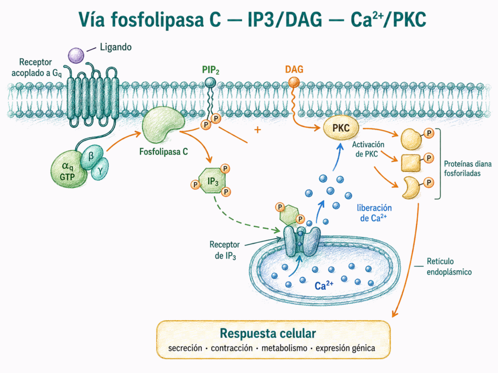 Esquema de la vía fosfolipasa C IP3 DAG calcio PKC con receptor acoplado a Gq, liberación de Ca2+ desde el retículo endoplásmico y activación de PKC.