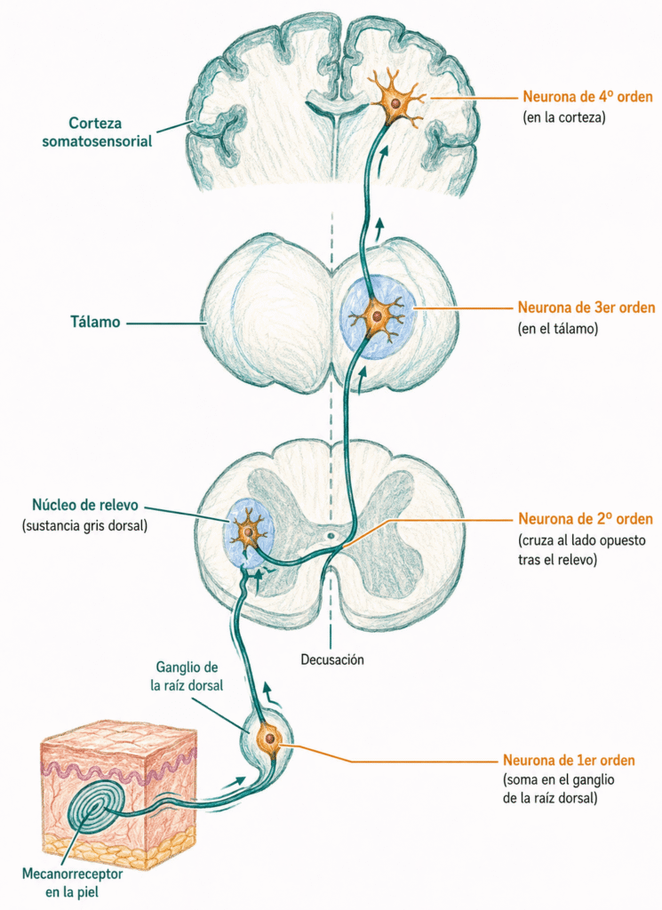 Ilustración médica de la vía somatosensorial ascendente desde un mecanorreceptor cutáneo hasta la corteza somatosensorial, mostrando ganglio de la raíz dorsal, decusación, tálamo y neuronas de primer, segundo, tercer y cuarto orden.