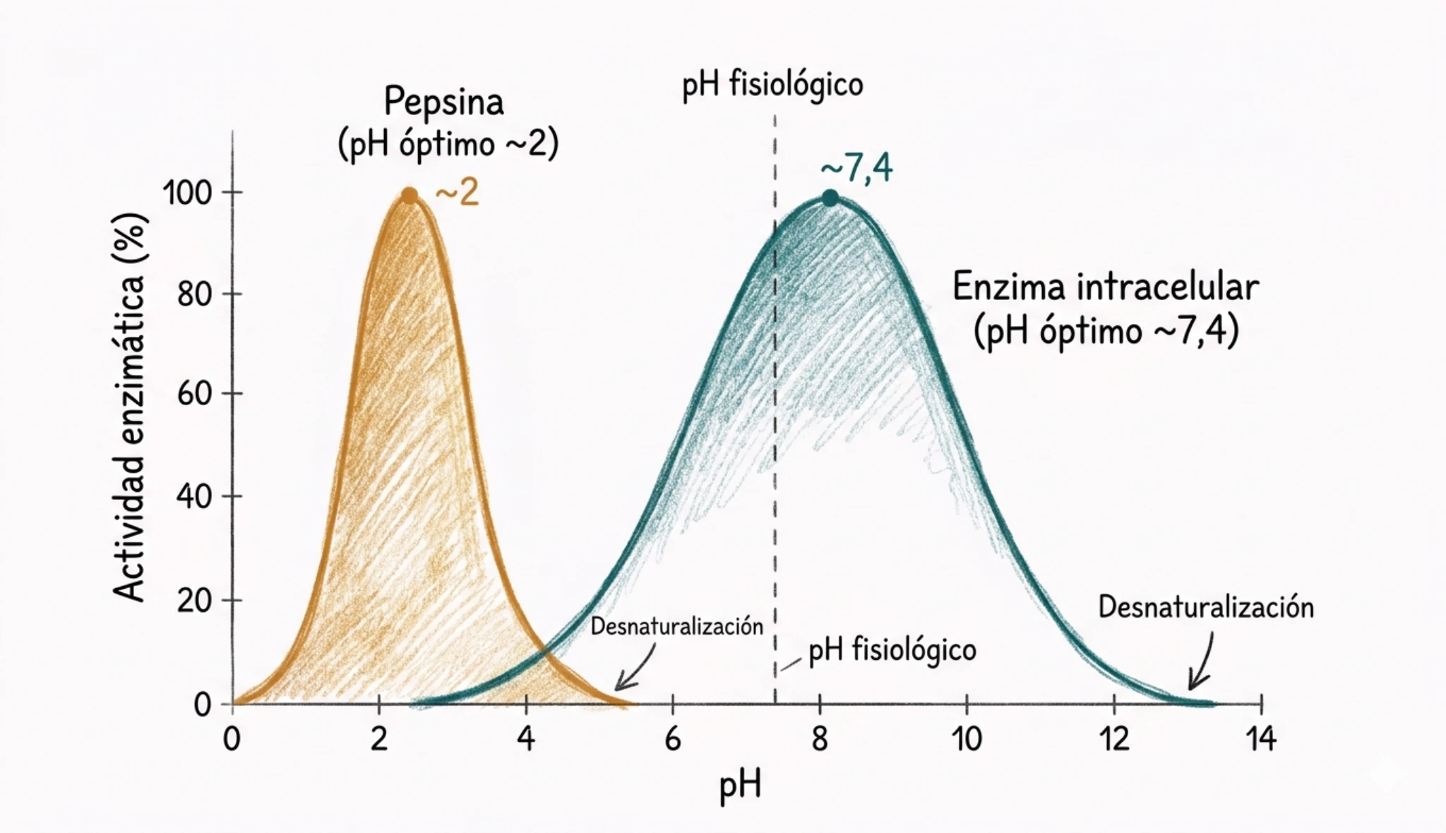 Gráfico de actividad enzimática en función del pH que compara la pepsina, con pH óptimo cercano a 2, y una enzima intracelular, con pH óptimo cercano a 7,4.