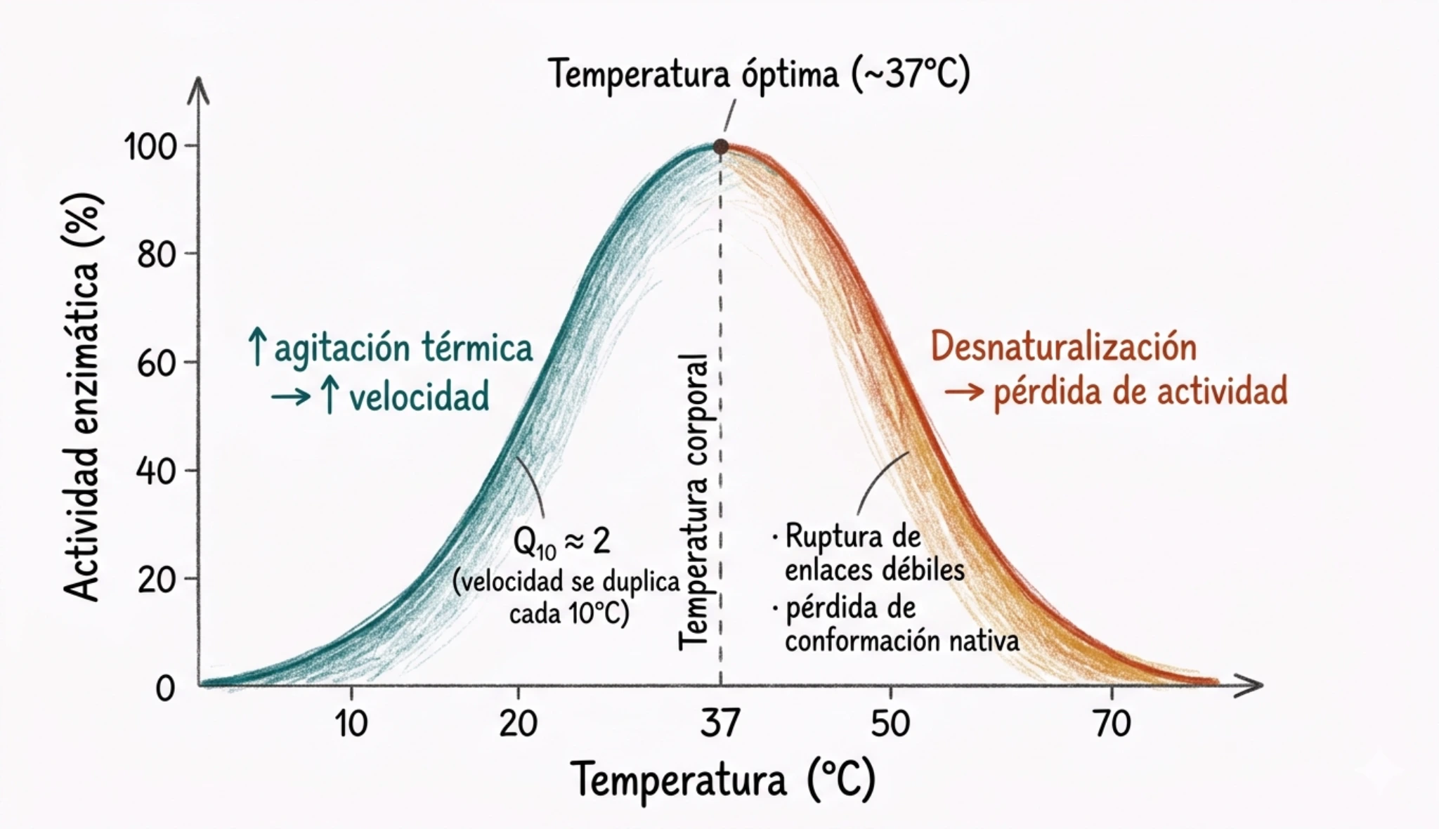 Gráfico de actividad enzimática en función de la temperatura que muestra un aumento progresivo hasta una temperatura óptima cercana a 37 °C y un descenso posterior por desnaturalización.