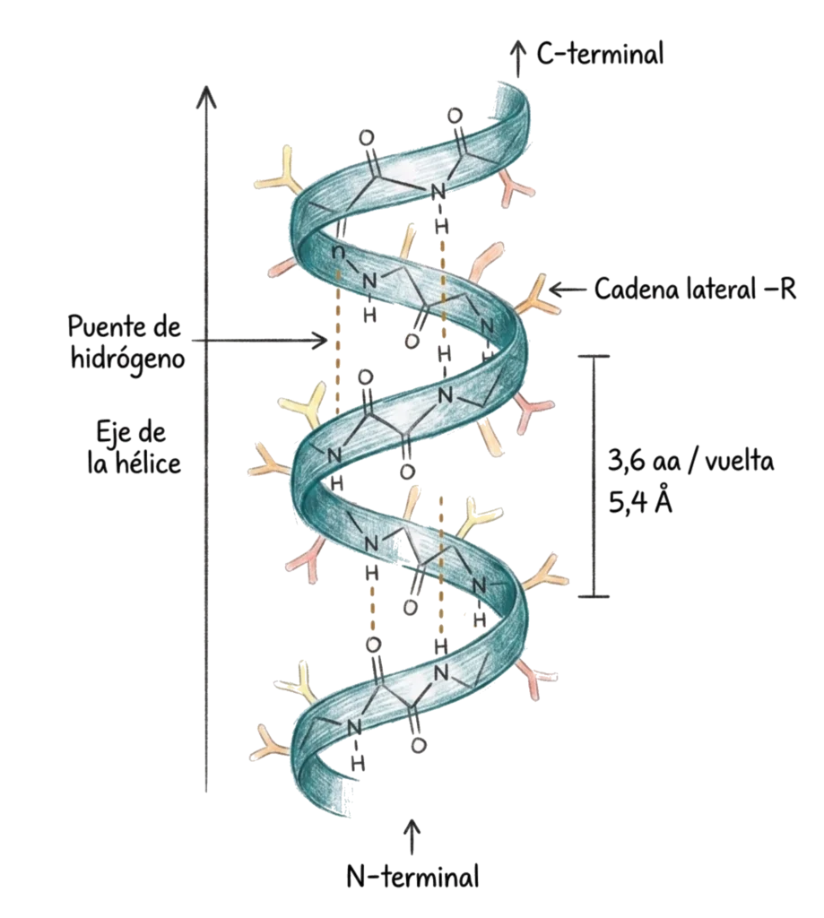 Ilustración de una α-hélice proteica con puentes de hidrógeno, cadenas laterales y extremos N-terminal y C-terminal