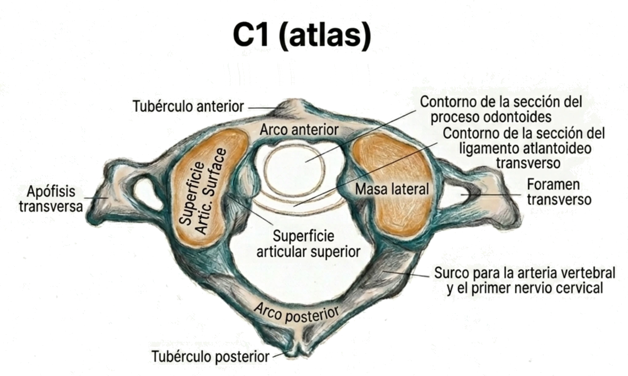 Ilustración anatómica del atlas o vértebra C1 en vista superior, con sus principales estructuras señaladas.
