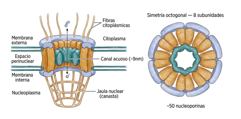 Ilustración esquemática del complejo de poro nuclear en vista lateral y transversal, mostrando membrana externa e interna, espacio perinuclear, canal acuoso y simetría octogonal.