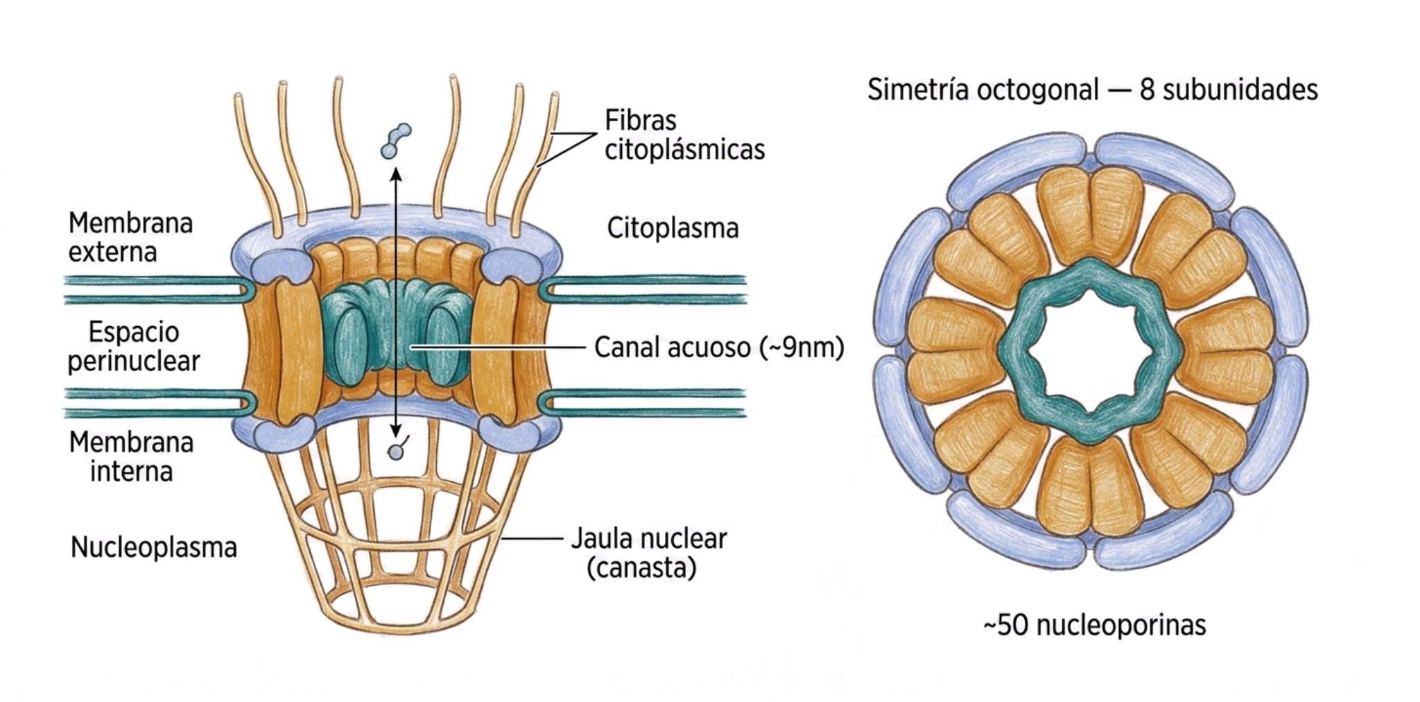 Estructura del complejo de poro nuclear y sus componentes principales