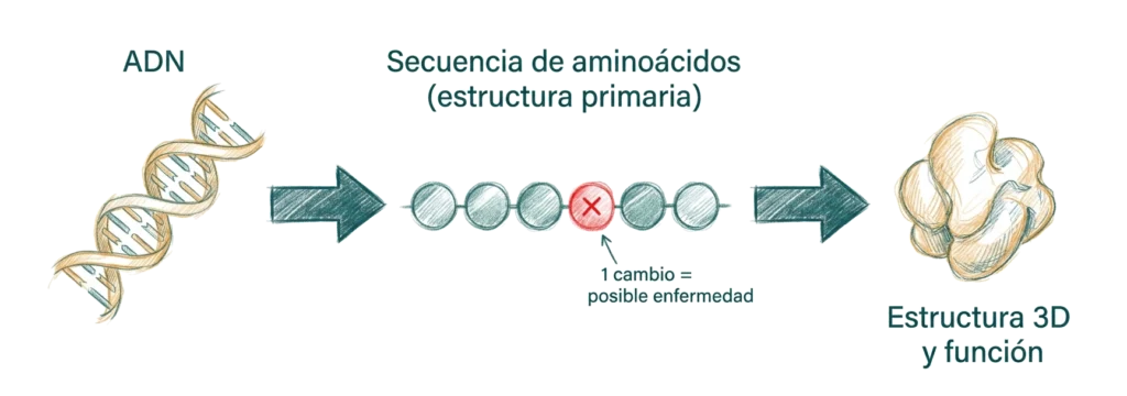Ilustración educativa que muestra la relación entre ADN, secuencia de aminoácidos y estructura tridimensional de una proteína