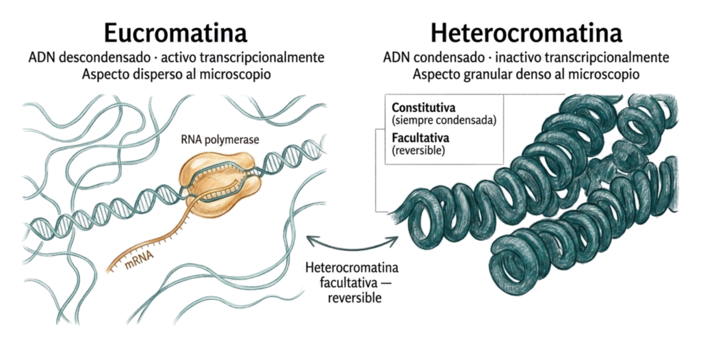 Ilustración esquemática del complejo de poro nuclear en vista lateral y transversal, mostrando membrana externa e interna, espacio perinuclear, canal acuoso y simetría octogonal.