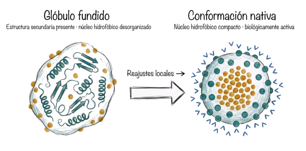 Comparación entre glóbulo fundido y conformación nativa de una proteína durante el plegamiento proteico