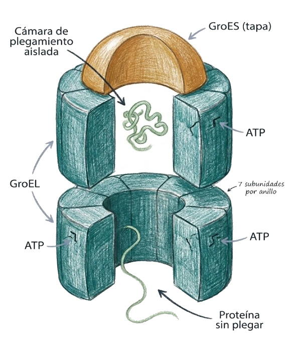 Ilustración de la chaperonina GroEL-GroES con cámara de plegamiento aislada, ATP y proteína sin plegar