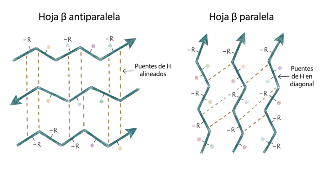 Esquema comparativo de hoja beta antiparalela y hoja beta paralela con puentes de hidrógeno y cadenas laterales R