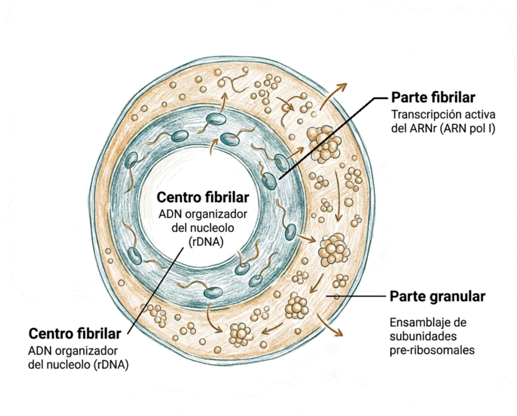Ilustración esquemática del nucleolo con centro fibrilar, parte fibrilar y parte granular, mostrando la organización funcional de la biogénesis ribosomal.