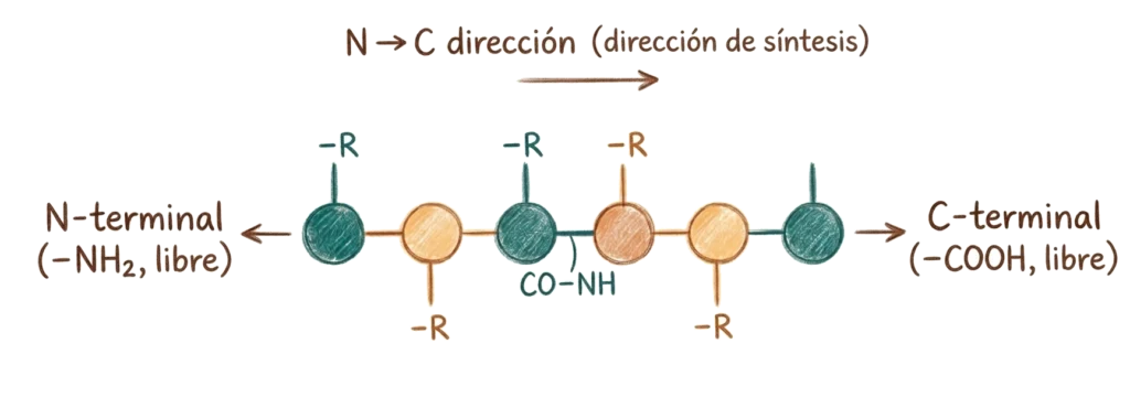 Ilustración esquemática de una cadena polipeptídica con enlaces peptídicos, cadenas laterales y extremos N-terminal y C-terminal