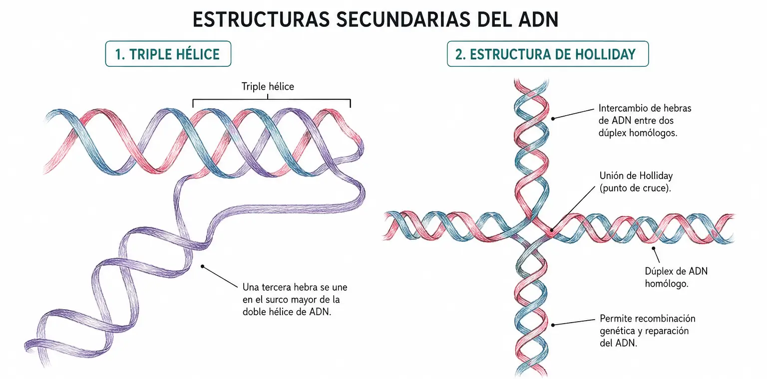 Ilustración médica comparativa de la triple hélice del ADN y la estructura de Holliday, mostrando una tercera hebra unida a la doble hélice y el intercambio de hebras entre dos dúplex homólogos.
