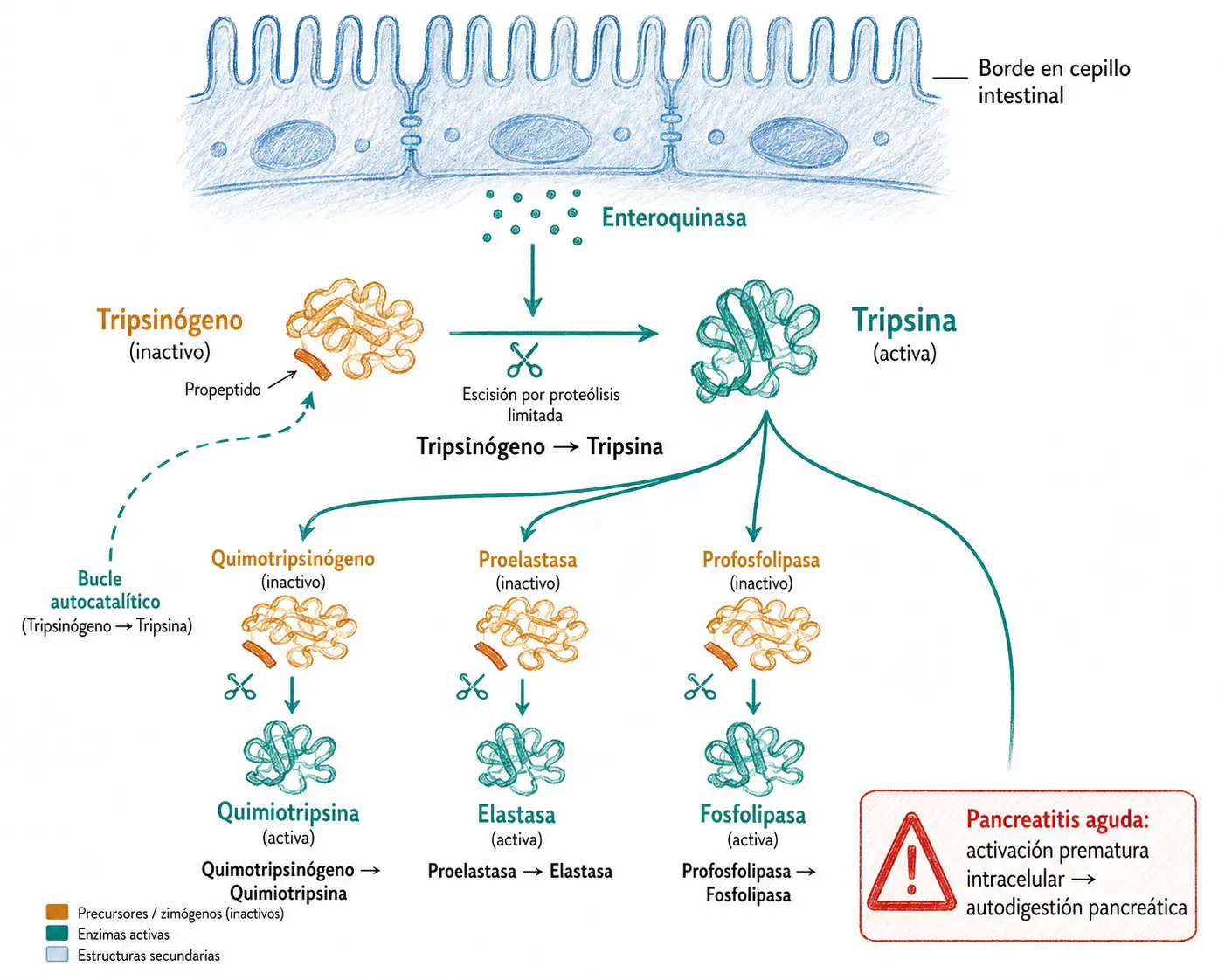 Diagrama de la activación de zimógenos pancreáticos en el duodeno, con enteroquinasa activando tripsinógeno a tripsina y la tripsina activando quimotripsinógeno, proelastasa y profosfolipasa.