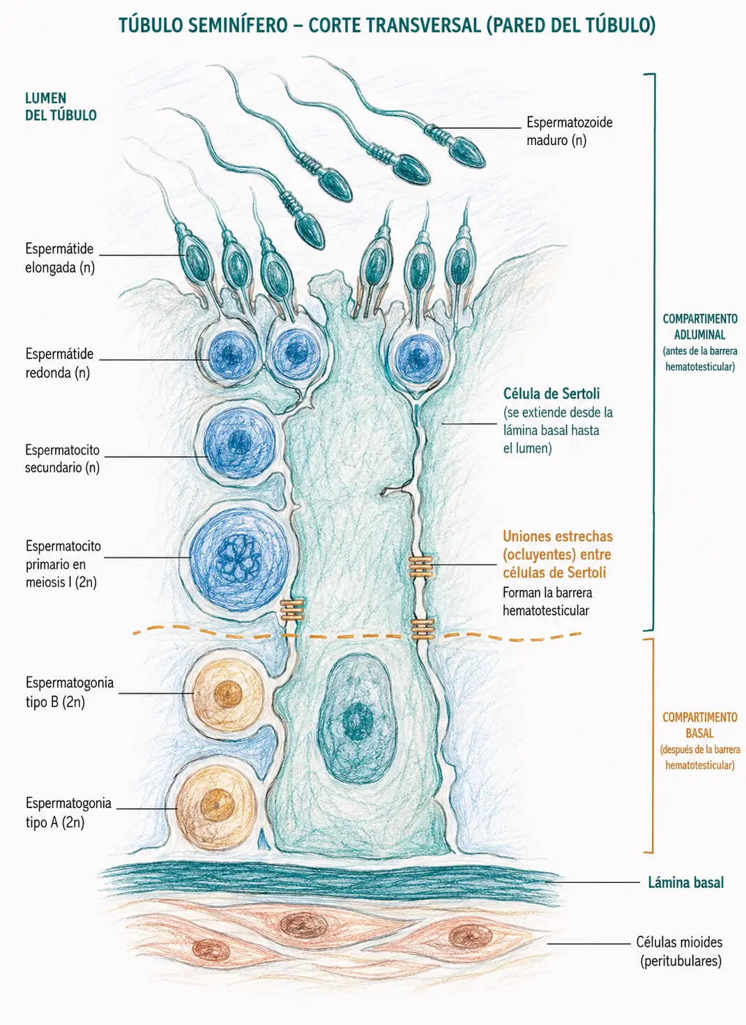 Esquema histológico del túbulo seminífero mostrando la espermatogénesis desde las espermatogonias hasta los espermatozoides maduros, la célula de Sertoli, la barrera hematotesticular y los compartimentos basal y adluminal.