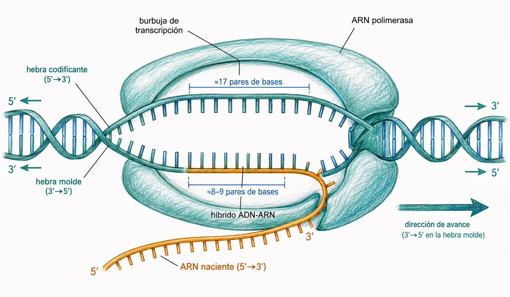 Diagrama de la burbuja de transcripción con ARN polimerasa, hebra molde, hebra codificante, ARN naciente, híbrido ADN-ARN y dirección de avance.