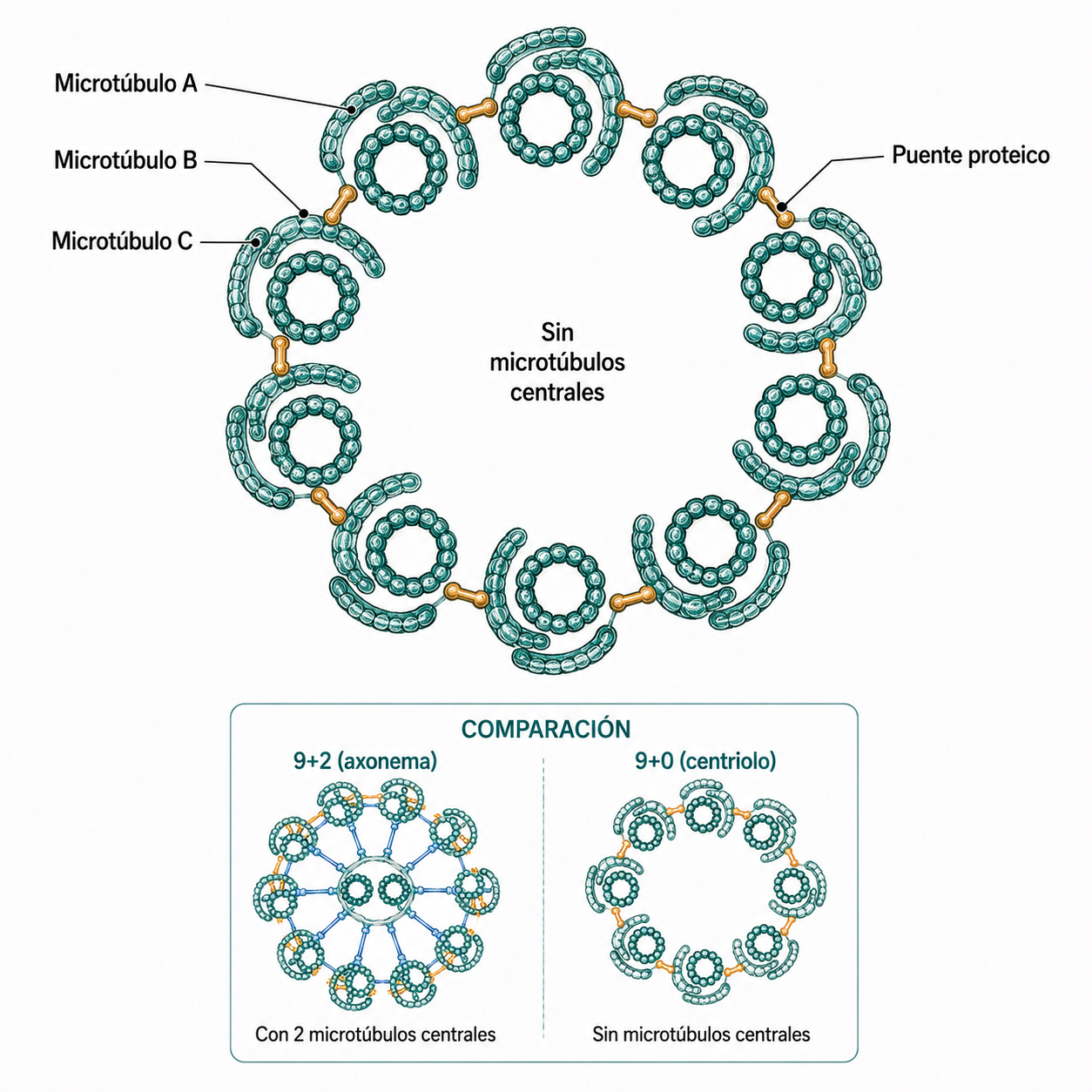 Estructura de un centriolo con nueve tripletes periféricos de microtúbulos y organización 9+0