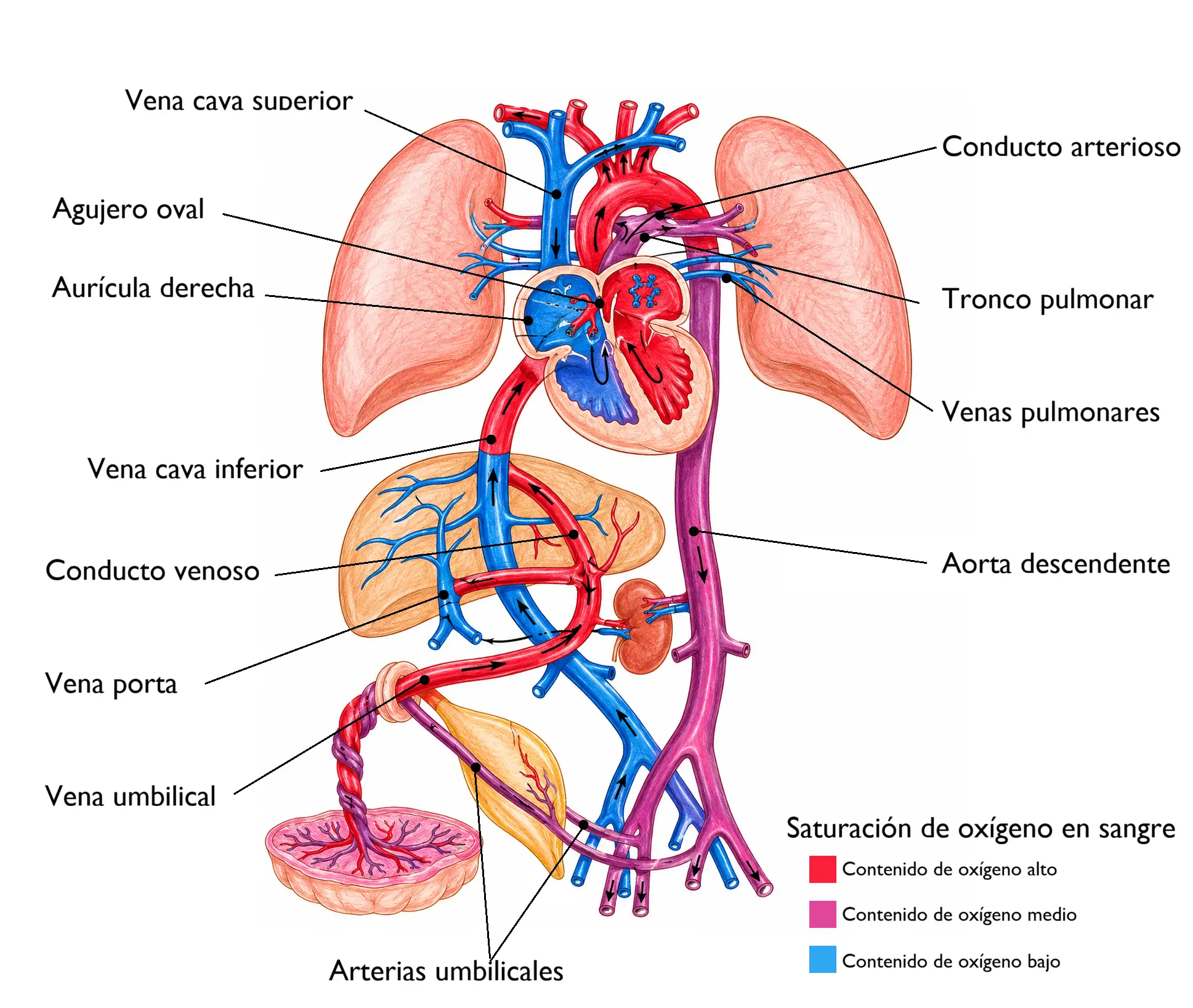 Esquema de la circulación fetal mostrando placenta, vena umbilical, conducto venoso de Arancio, corazón fetal con foramen oval, conducto arterioso, aorta, arterias umbilicales y distribución diferencial de la oxigenación sanguínea.