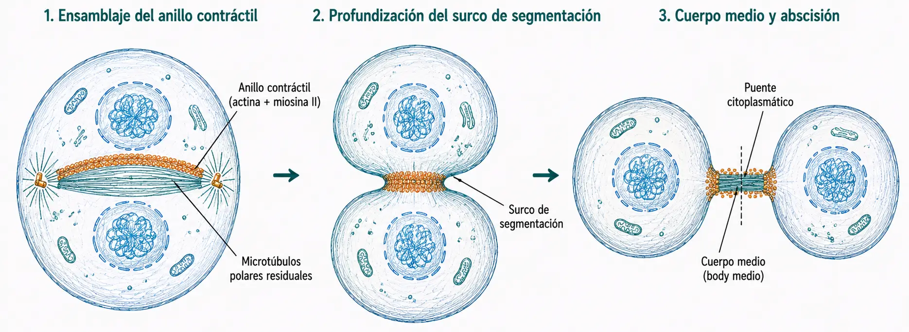 Etapas de la citocinesis en células animales mostrando anillo contráctil, surco de segmentación, puente citoplasmático y cuerpo medio durante la separación celular.