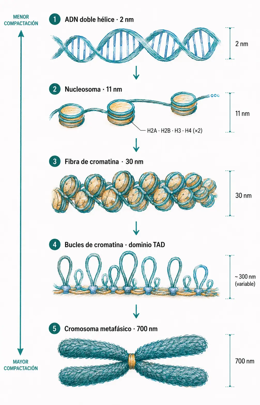 Ilustración médica de los niveles de compactación del ADN eucariota, desde la doble hélice de 2 nm hasta el nucleosoma, la fibra de cromatina, los bucles de cromatina y el cromosoma metafásico.
