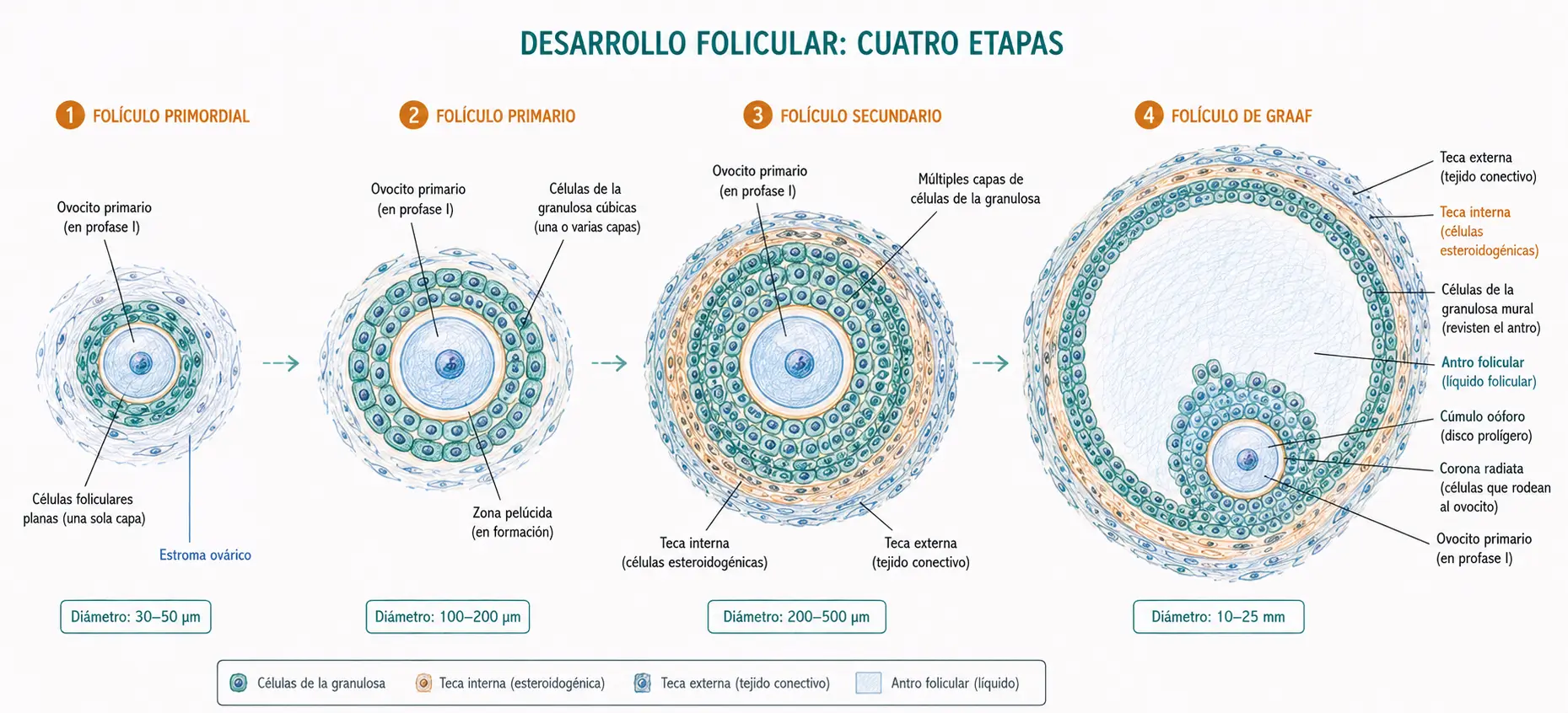 Esquema comparativo del desarrollo folicular ovárico mostrando folículo primordial, folículo primario, folículo secundario y folículo de Graaf con ovocito, granulosa, zona pelúcida, teca interna, teca externa, antro folicular, cúmulo oóforo y corona radiata.