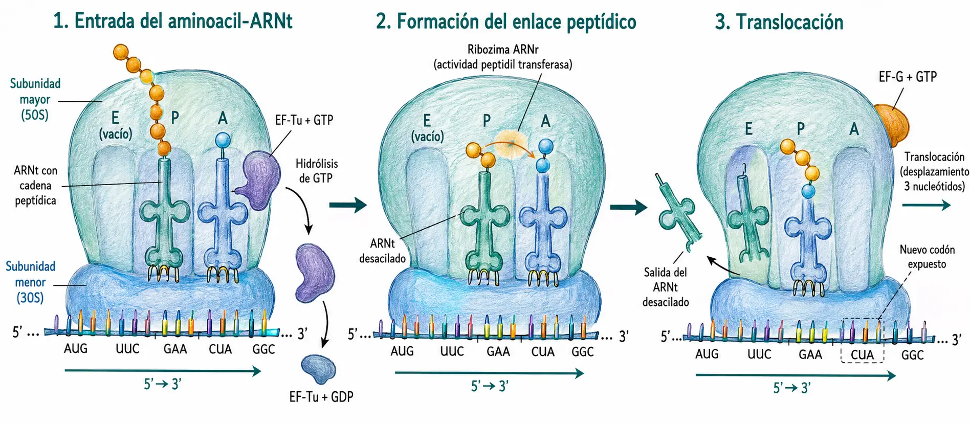 Diagrama del ciclo de elongación de la traducción en el ribosoma, con entrada del aminoacil-ARNt, formación del enlace peptídico y translocación mediada por EF-G.