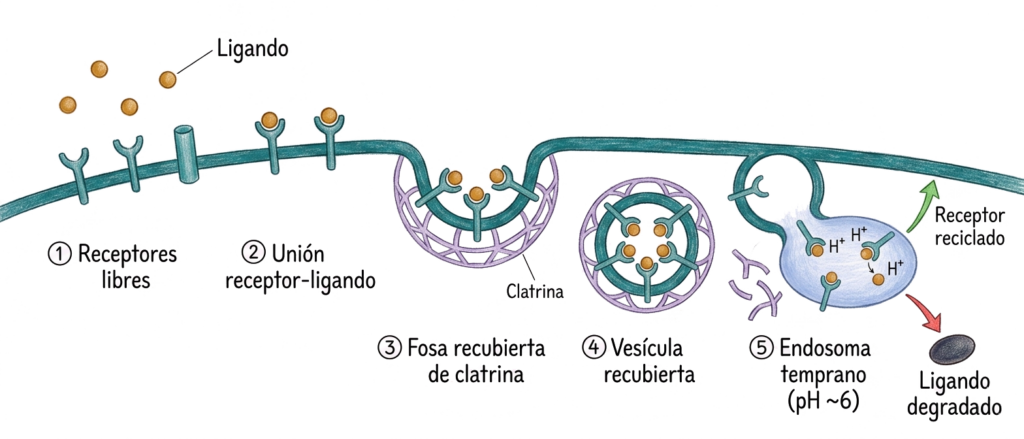 Ilustración secuencial de la endocitosis mediada por receptores con unión ligando-receptor, fosa recubierta de clatrina, vesícula recubierta y endosoma temprano.