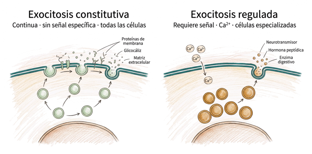 Ilustración comparativa de exocitosis constitutiva y exocitosis regulada, mostrando liberación continua de membrana y secreción dependiente de Ca2+.