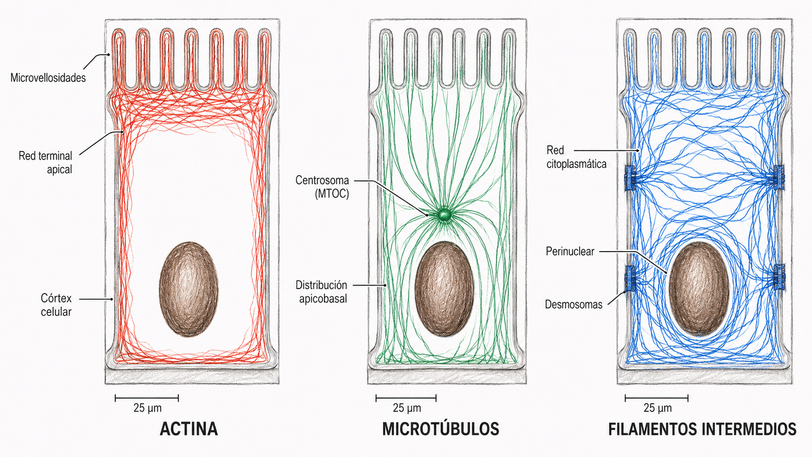 Comparación entre microtúbulos, microfilamentos de actina y filamentos intermedios del citoesqueleto