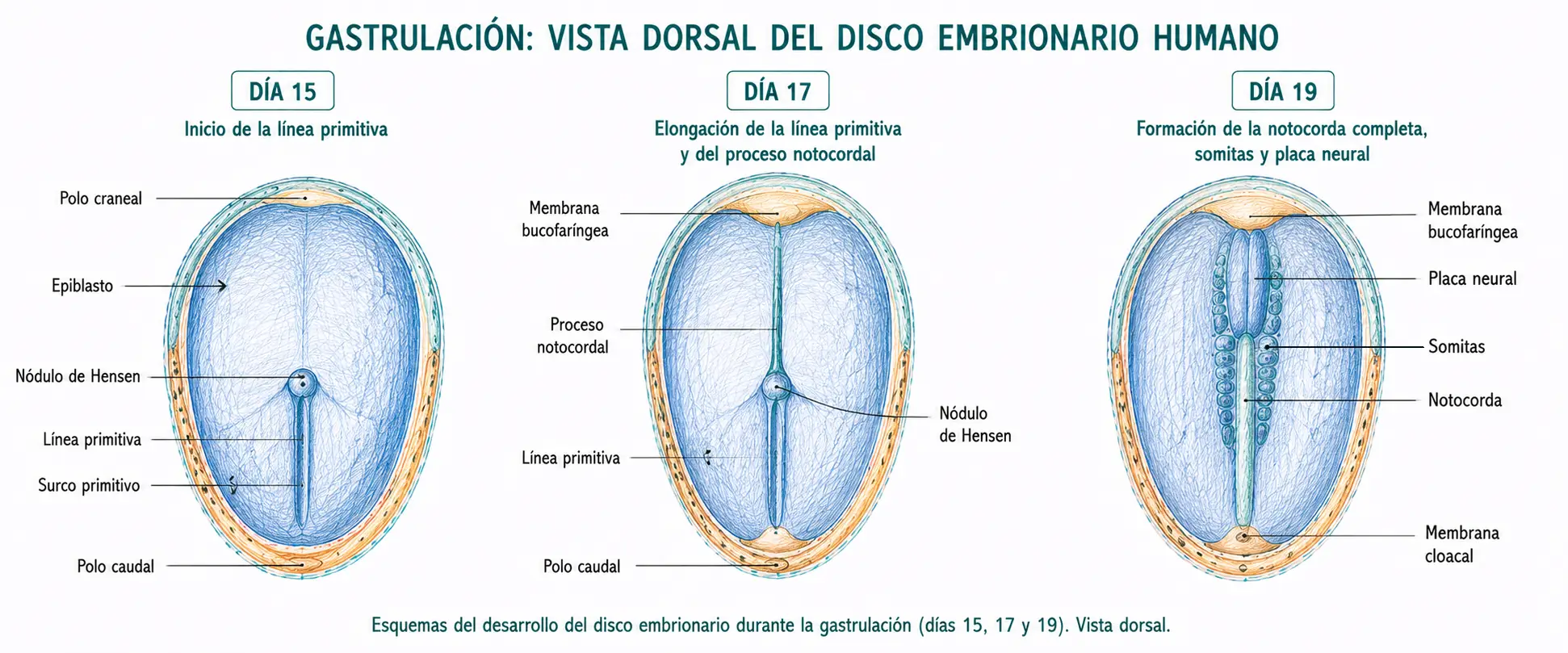 Secuencia de vistas dorsales del disco embrionario humano durante la gastrulación en los días 15, 17 y 19, mostrando línea primitiva, nódulo de Hensen, proceso notocordal, notocorda, placa neural y somitas.