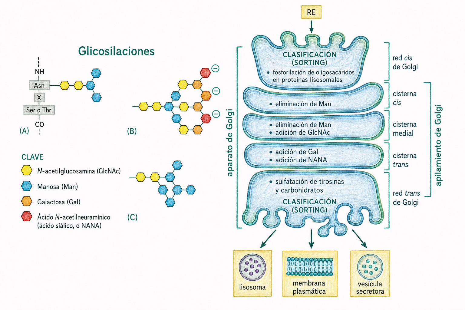 Procesamiento de glucoproteínas, glicosilación y clasificación de proteínas en el aparato de Golgi