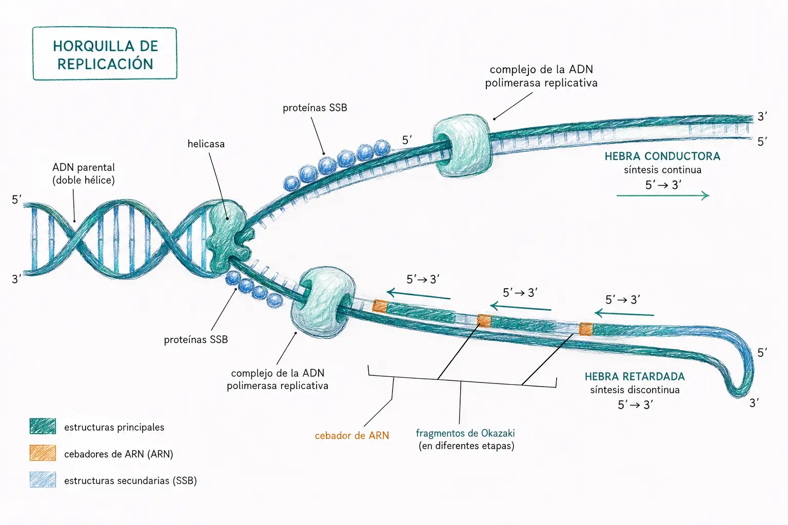 Diagrama de la horquilla de replicación del ADN con hebra conductora, hebra retardada, fragmentos de Okazaki, helicasa, proteínas SSB y ADN polimerasa.