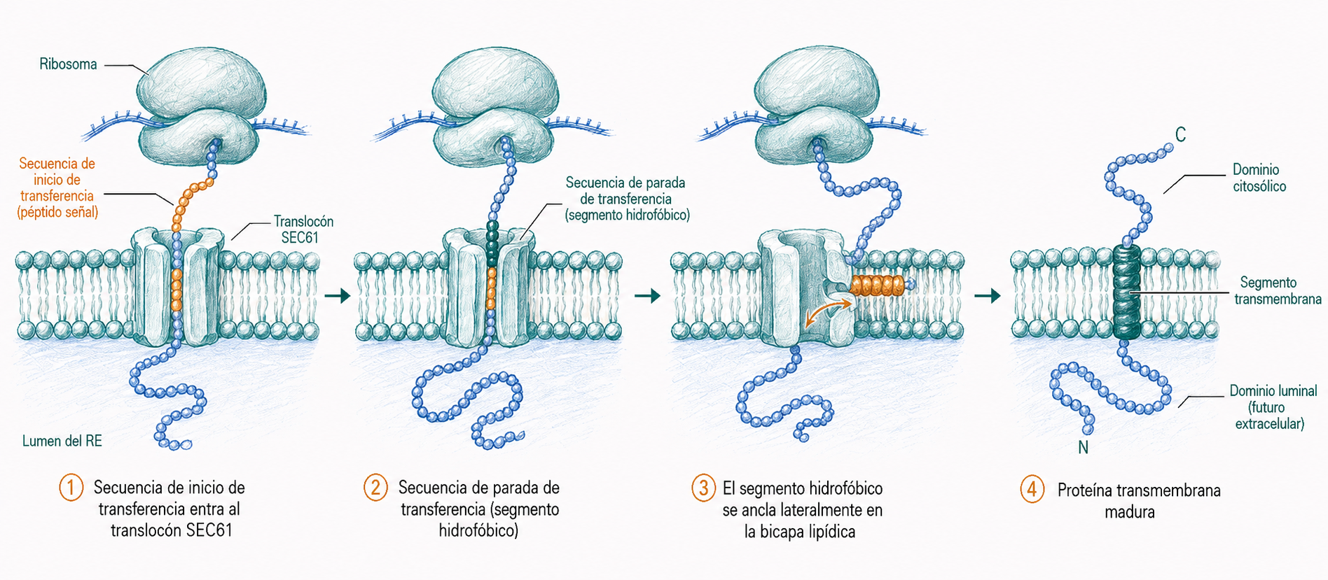 Inserción cotraduccional de una proteína transmembrana en la membrana del retículo endoplasmático