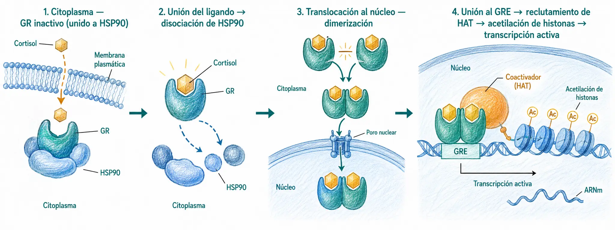 Diagrama del mecanismo del receptor de glucocorticoides, mostrando entrada de cortisol, unión al GR, disociación de HSP90, translocación nuclear, unión al GRE y activación de la transcripción.
