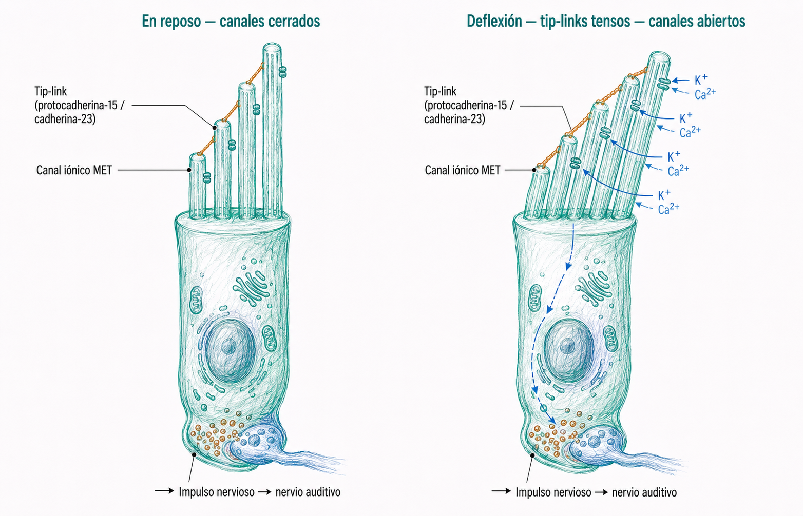 Mecanotransducción de las células ciliadas mediante tip links y apertura de canales mecanosensibles MET