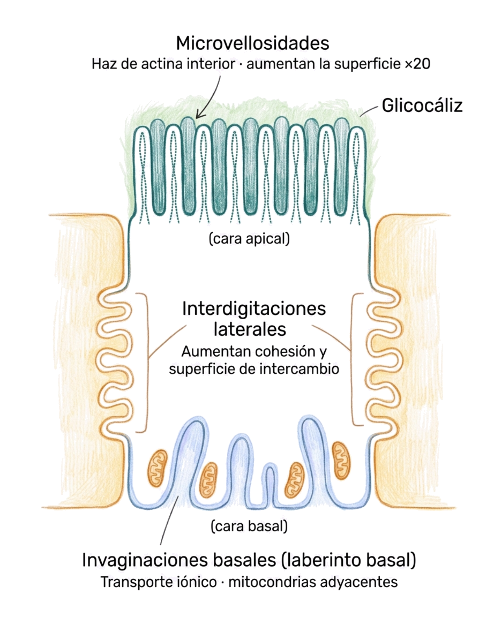 Ilustración esquemática de una célula epitelial con microvellosidades apicales, glicocáliz, interdigitaciones laterales e invaginaciones basales con mitocondrias adyacentes.